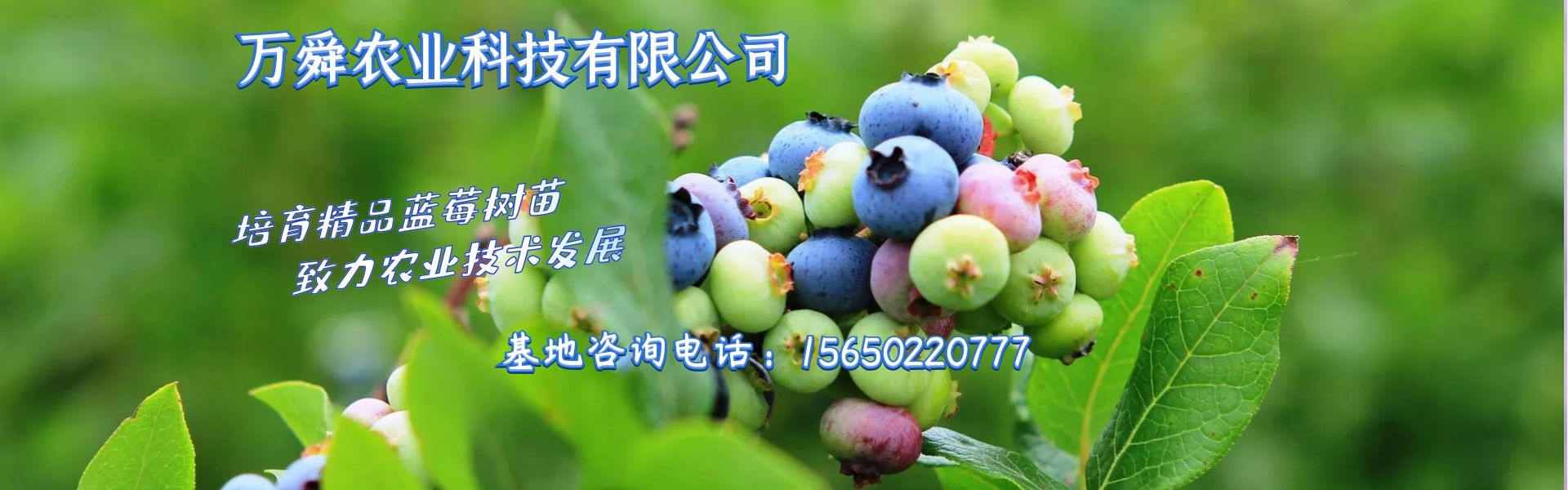 蓝莓苗_蓝莓种苗_新品种蓝莓树苗|批发|价格_万舜苗木基地