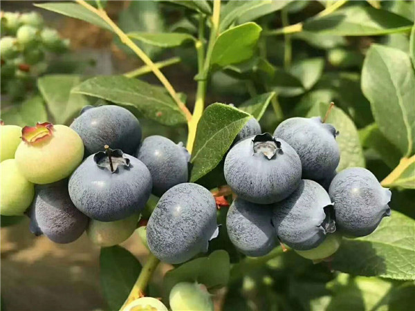 都克蓝莓苗批发价格_都克蓝莓品种简介