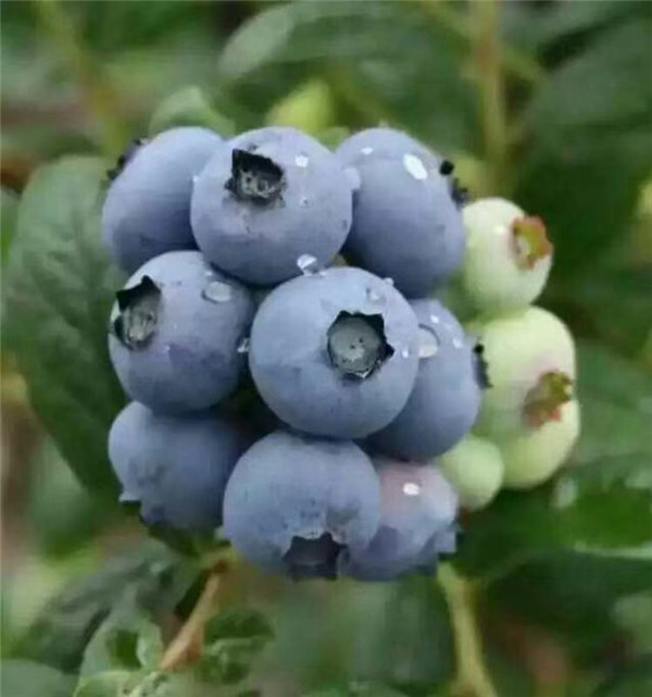 薄雾蓝莓苗品种简介_薄雾蓝莓苗批发价格