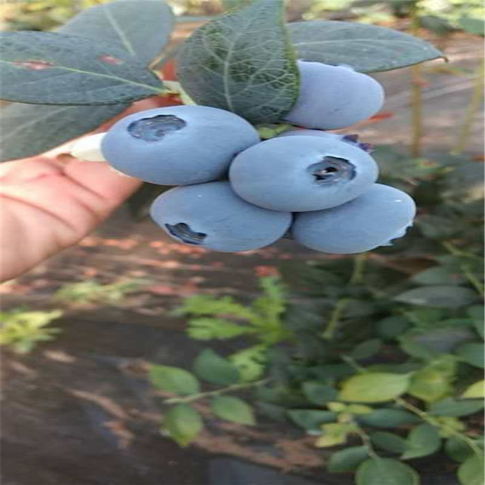 蓝莓苗常见病虫害防治