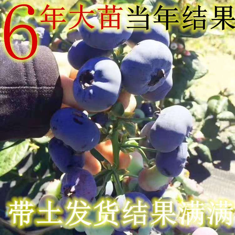 蓝莓苗种植技术_蓝莓苗批发价格