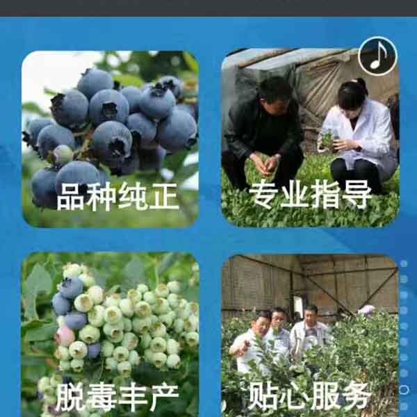 蓝莓苗品种_蓝莓苗基地