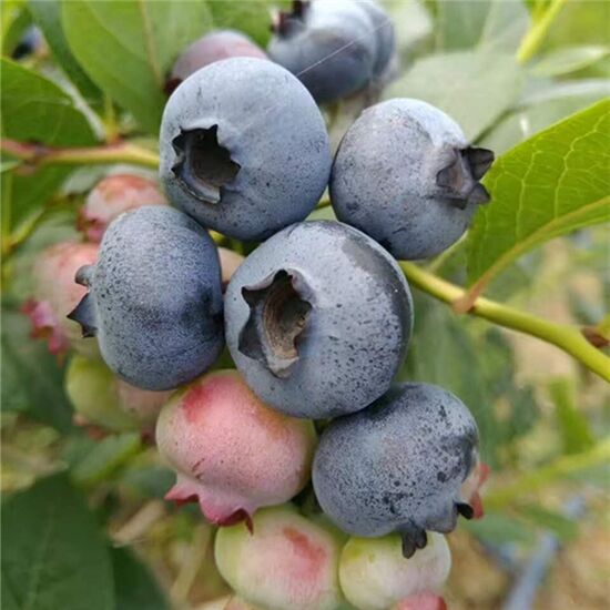 蓝莓苗栽季节和时间_蓝莓苗品种简介
