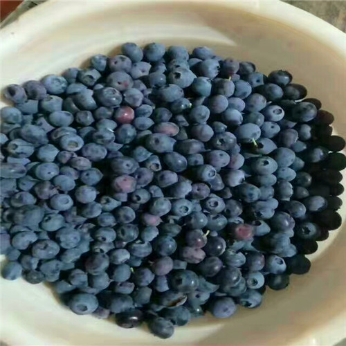 双丰蓝莓苗批发价格_双丰蓝莓品种简介