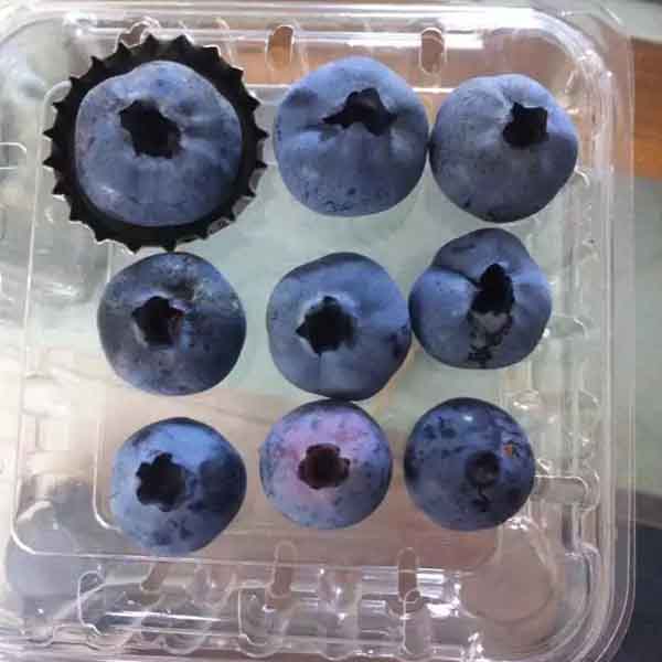 蓝莓苗种植技术_蓝莓苗批发价格