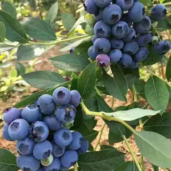 南高丛蓝莓苗品种简介_南高丛蓝莓苗批发价