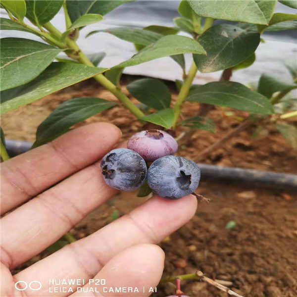 蓝莓树苗种植技术分享