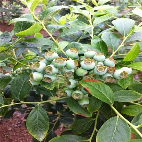 蓝莓的根系如何，蓝莓苗如何养护