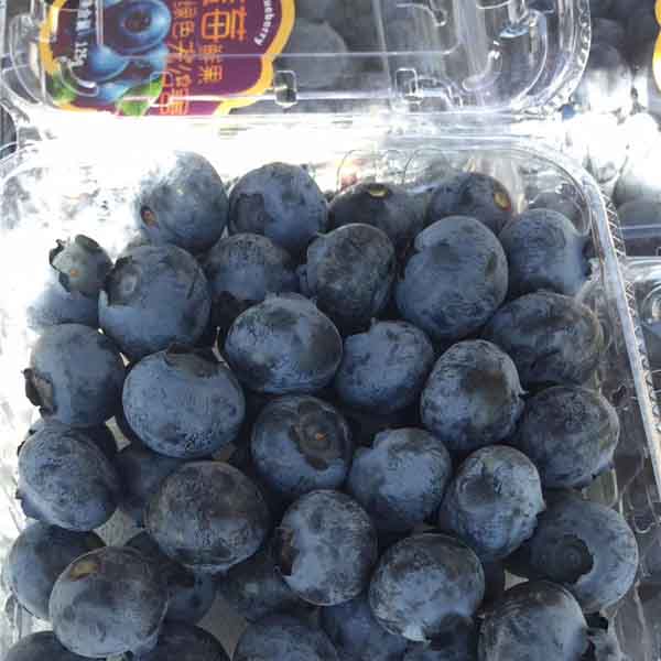 早蓝蓝莓苗品种简介_早蓝蓝莓苗批发价格