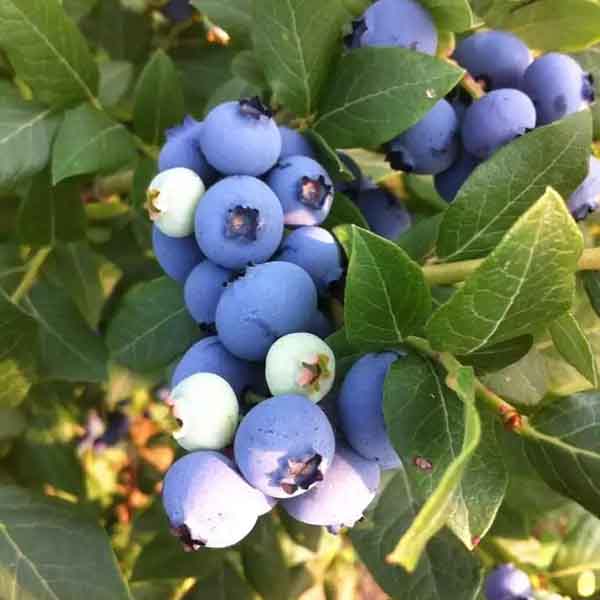 半高丛蓝莓