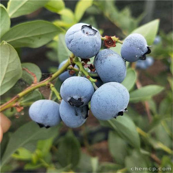 绿宝石蓝莓苗什么时间种植，2-3年的绿宝