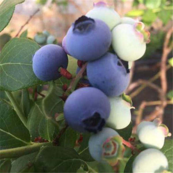 珠宝蓝莓树苗基地批发，2-3年的珠宝蓝莓