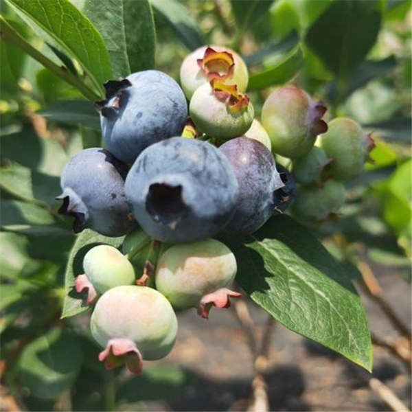 珠宝蓝莓苗基地批发价格，2-3年珠宝蓝莓苗多少钱一颗(图1)