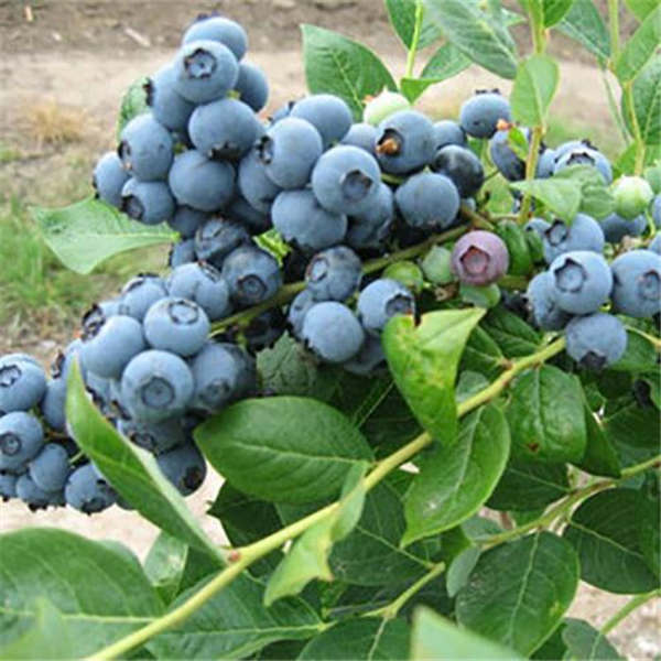 南高丛蓝莓树苗品种有哪些，了解更多南高丛