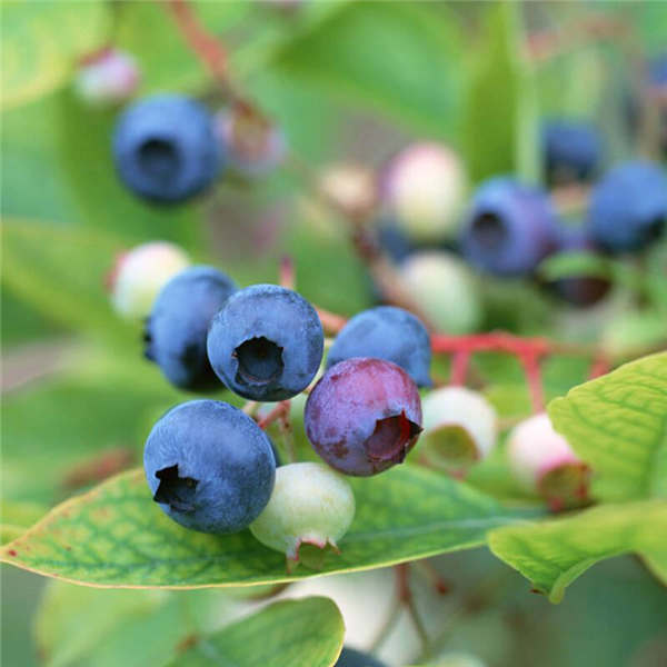 南高丛蓝莓树苗品种有哪些，了解更多南高丛蓝莓树苗(图3)