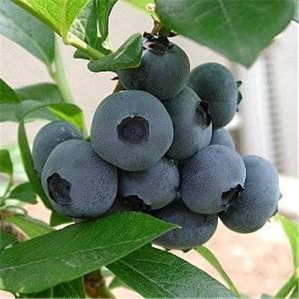 绿宝石蓝莓树苗(图1)