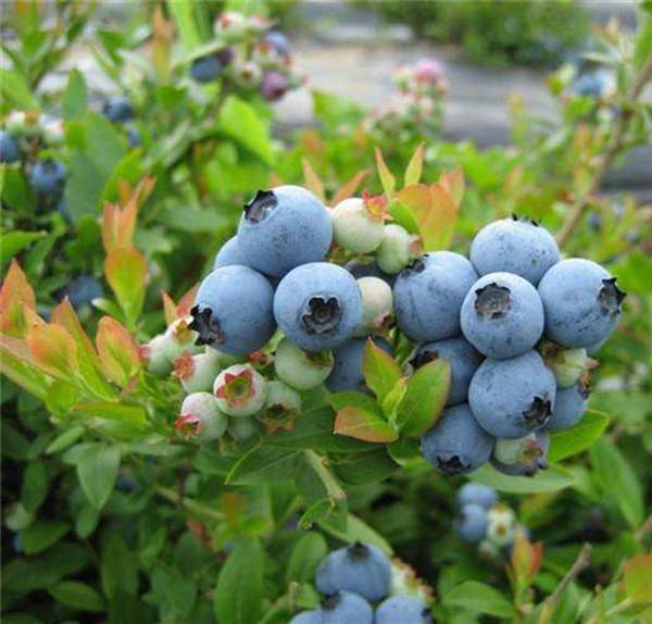 珠宝蓝莓树苗(图1)