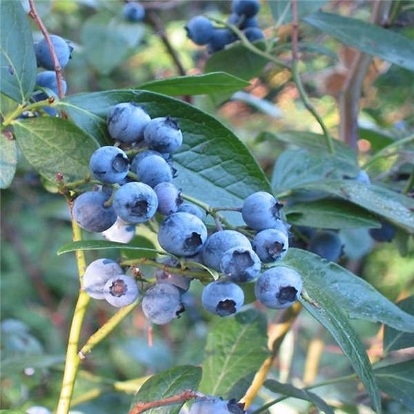 h5蓝莓(图1)