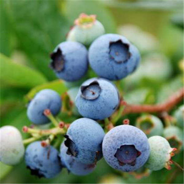 薄雾蓝莓（密斯提蓝莓苗）(图1)