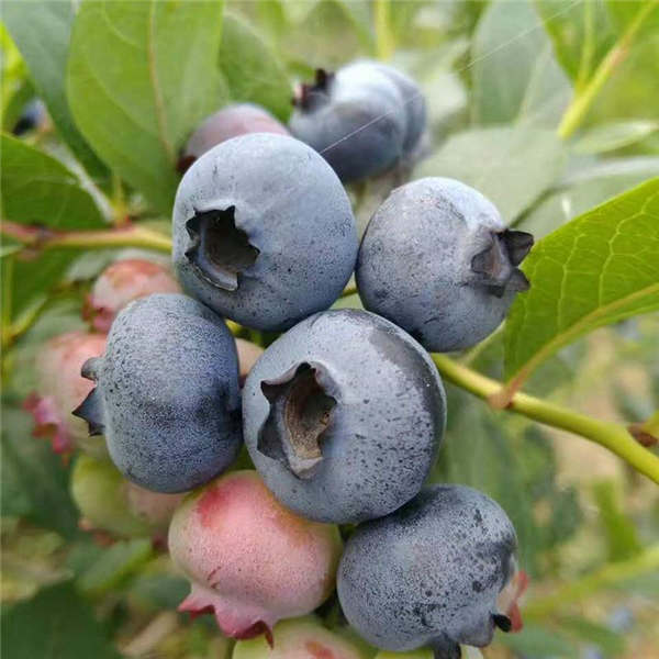 优瑞卡蓝莓(图1)