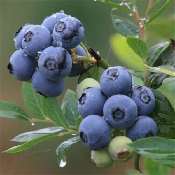 蓝莓苗种植要那些条件 怎么种植蓝莓树苗