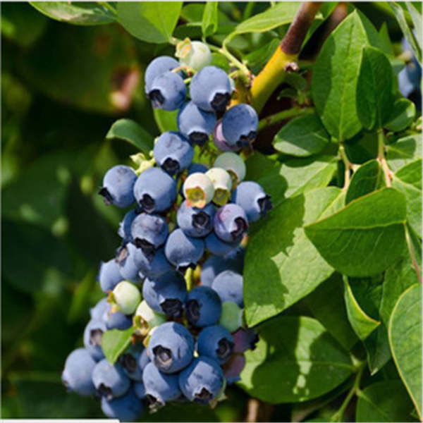 蓝莓苗种植调土技术，种植蓝莓苗选苗