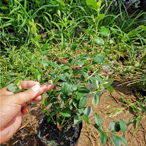 绿宝石蓝莓树苗(图3)