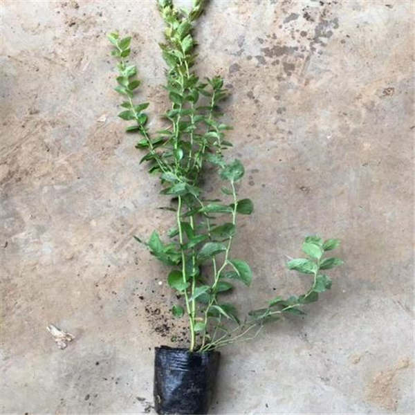蓝金蓝莓树苗(图6)