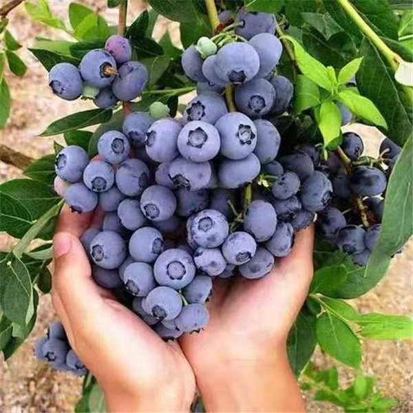 蓝莓苗怎么施肥比较好？用哪些肥料？
