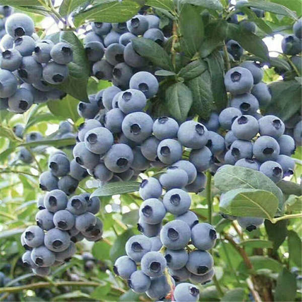 蓝莓苗什么时间种植较好？蓝莓树苗施肥种植