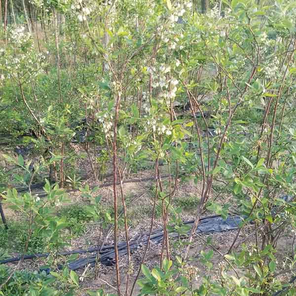 蓝莓苗什么时间种植较好？蓝莓树苗施肥种植技术？(图4)