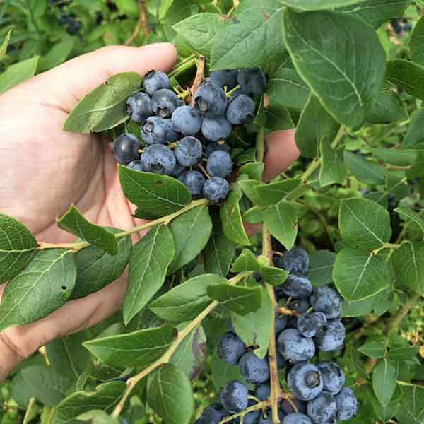 茶花蓝莓苗批发价格_茶花蓝莓苗育苗基地(图1)