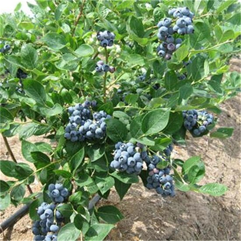 蓝莓苗种植技术_蓝莓苗批发价格(图1)