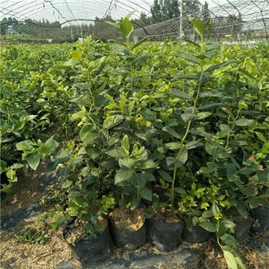 地栽蓝莓苗土壤如何调制(图1)