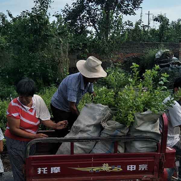 双丰蓝莓苗品种简介_双丰蓝莓苗育苗基地(图2)