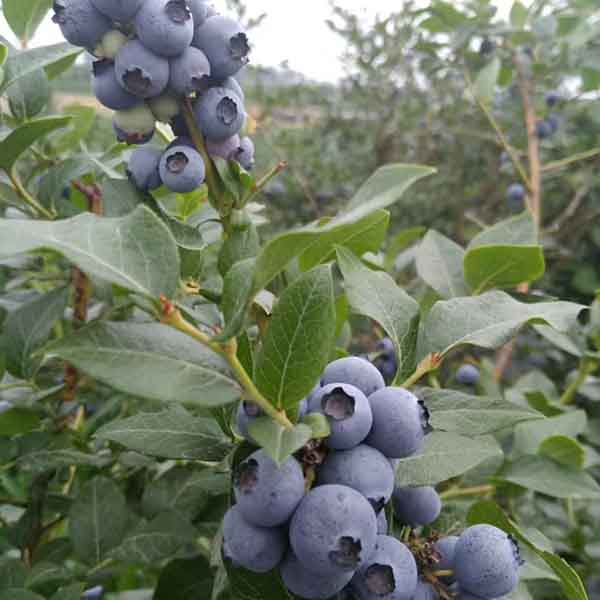 地栽蓝莓苗种植技术分享(图1)