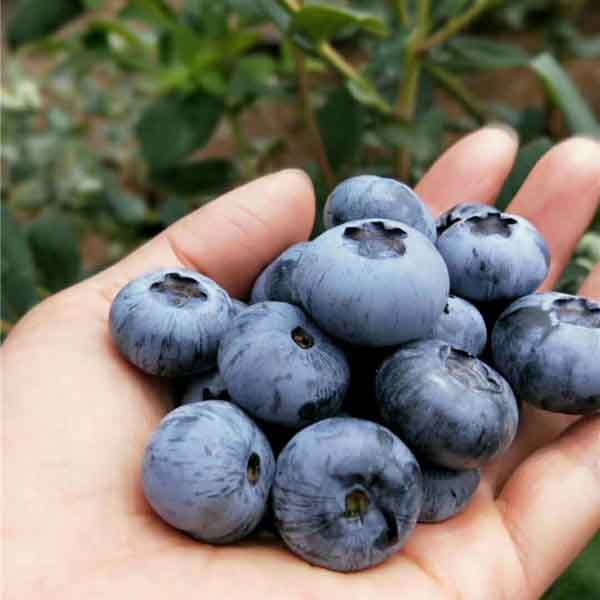 蓝莓苗种植技术_蓝莓苗批发价格(图3)