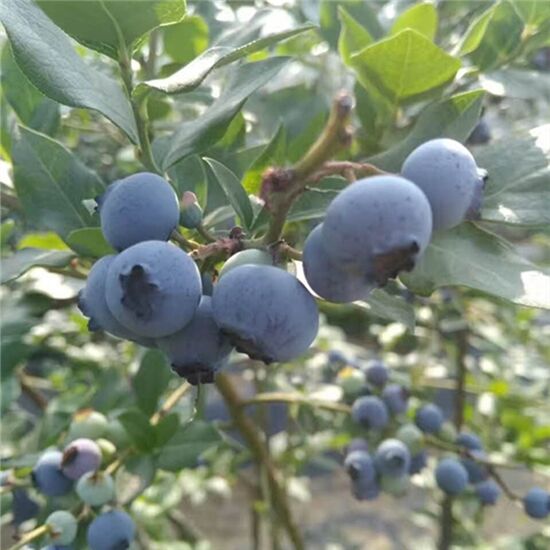 蓝莓的左右，蓝莓苗如何养护(图1)