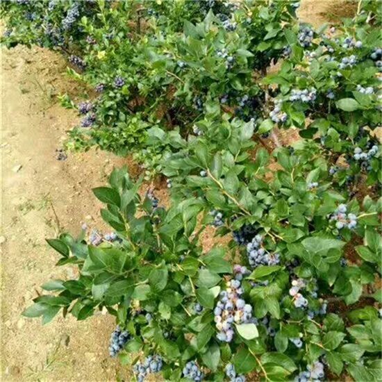 蓝莓的左右，蓝莓苗如何养护(图3)