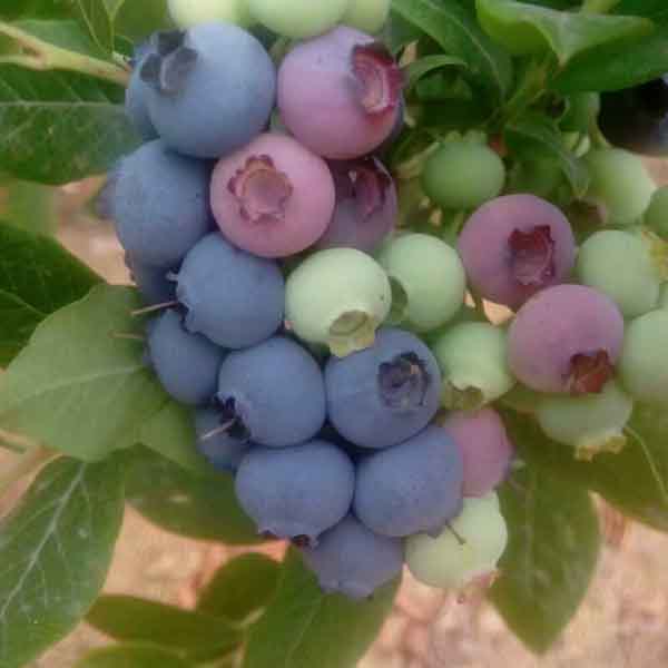 蓝莓苗的价格，哪里有种植蓝莓苗的