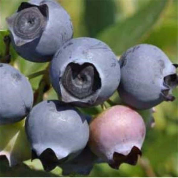 薄雾蓝莓苗基地批发价格，薄雾蓝莓品种介绍