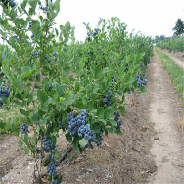 薄雾蓝莓苗基地批发价格，薄雾蓝莓品种介绍(图3)