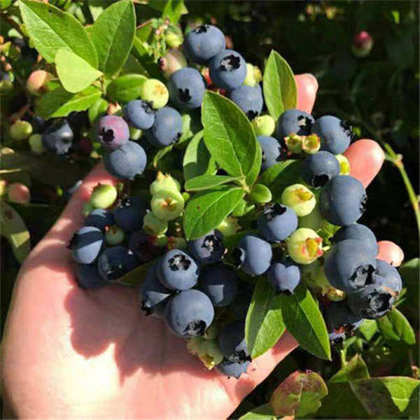 绿宝石蓝莓苗基地批发报价，绿宝石蓝莓种植技术(图1)