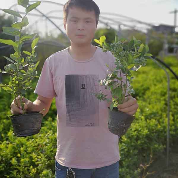 绿宝石蓝莓苗基地批发报价，绿宝石蓝莓种植技术(图4)