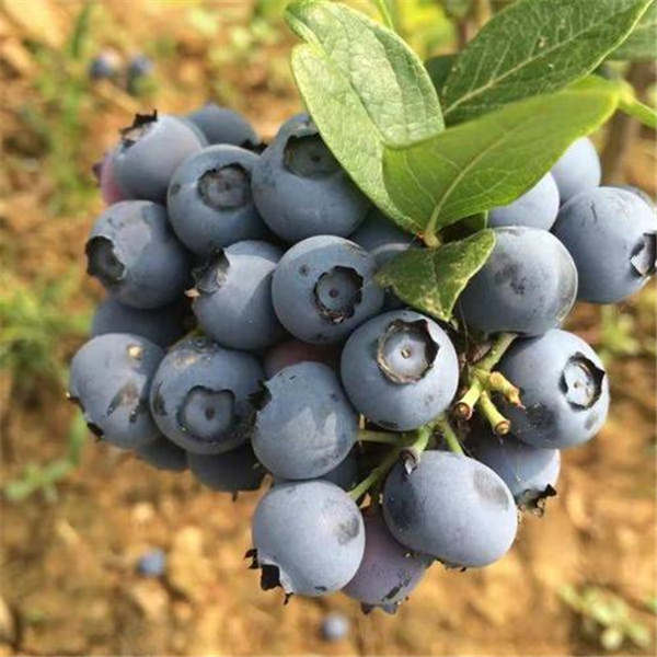3年薄雾蓝莓什么时间结果，薄雾蓝莓苗多少钱一颗(图1)