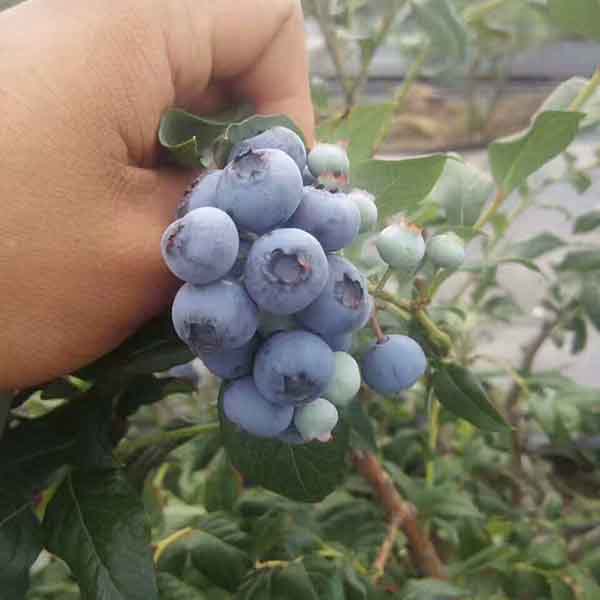 云雀蓝莓育苗基地，云雀蓝莓苗在什么地方能