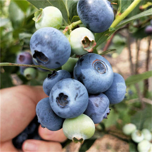 南高丛天后蓝莓品种特点，天后蓝莓苗基地批发价格多少钱(图1)
