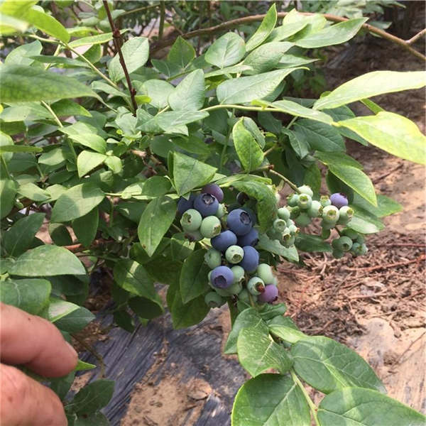 珠宝蓝莓树苗哪里有卖？南高丛珠宝蓝莓苗基地批发价格(图2)