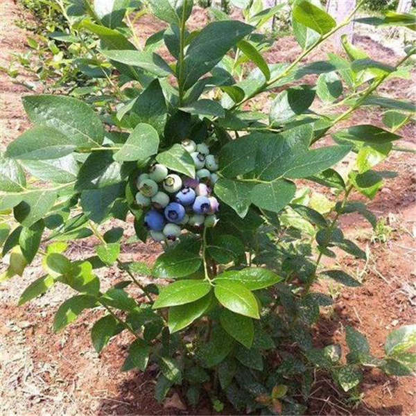 H5蓝莓品种如何，早熟品种h5蓝莓苗基地批发(图2)