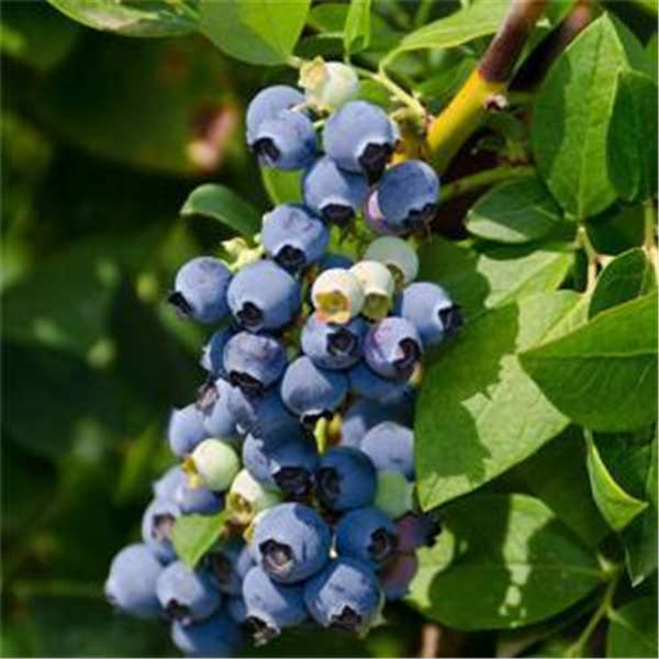 绿宝石蓝莓什么时间种植好，绿宝石蓝莓树苗